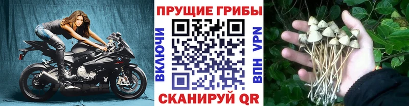 цены   Алушта  Галлюциногенные грибы Cubensis 